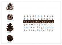 Pine Cone Diagram by 