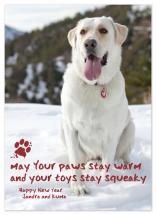 Frosty Paws by Alex Elko Design