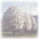 Bradford Pear by Kori Woodring