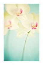 Blur of Blooms by Allison Richardson