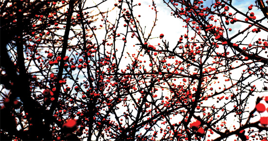 art prints - Blossoming Sky by Fred Bledsoe