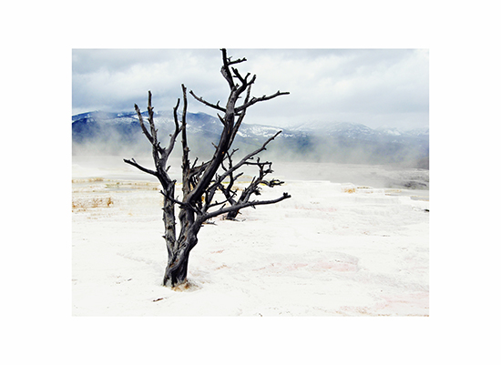 art prints - YellowstoneTree by Muffin Grayson