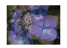 Vibrant Hydrangeas by Dana Fong
