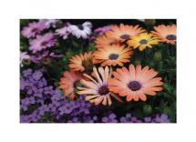 Gerbera Daisy by Dana Fong