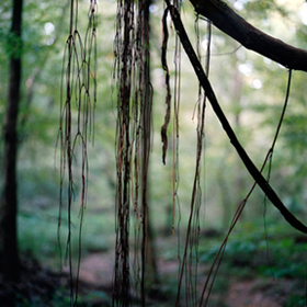 art prints - Vines by Laura Jett